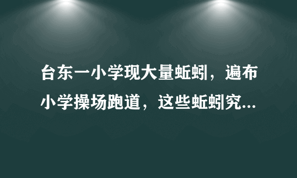 台东一小学现大量蚯蚓，遍布小学操场跑道，这些蚯蚓究竟从何而来？