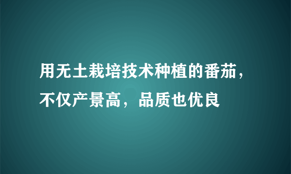 用无土栽培技术种植的番茄，不仅产景高，品质也优良