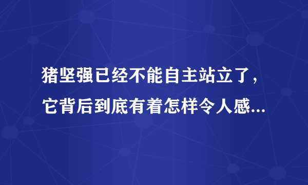 猪坚强已经不能自主站立了，它背后到底有着怎样令人感动的故事？