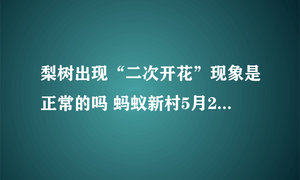 梨树出现“二次开花”现象是正常的吗 蚂蚁新村5月24日答案最新