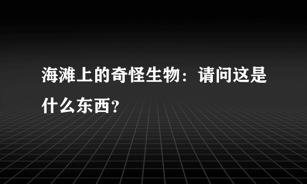 海滩上的奇怪生物：请问这是什么东西？