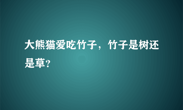 大熊猫爱吃竹子，竹子是树还是草？