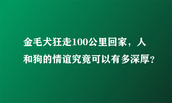 金毛犬狂走100公里回家，人和狗的情谊究竟可以有多深厚？