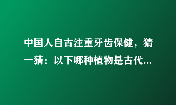 中国人自古注重牙齿保健，猜一猜：以下哪种植物是古代的刷牙利器 蚂蚁庄园4月11日答案最新