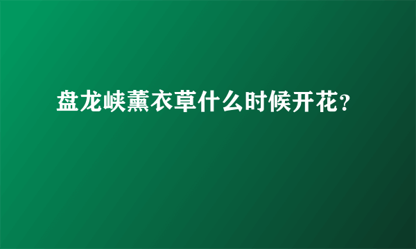 盘龙峡薰衣草什么时候开花？