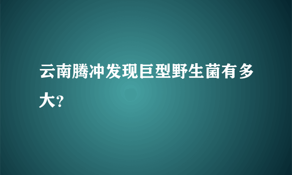 云南腾冲发现巨型野生菌有多大？