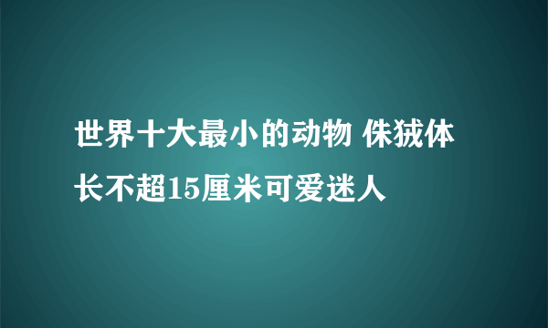 世界十大最小的动物 侏狨体长不超15厘米可爱迷人