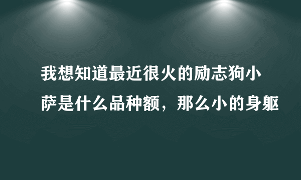 我想知道最近很火的励志狗小萨是什么品种额，那么小的身躯