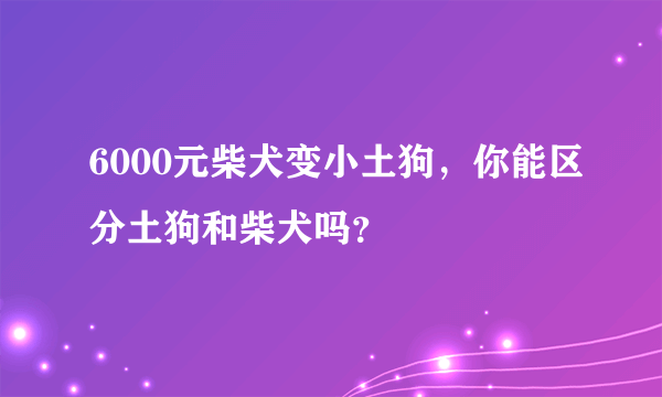 6000元柴犬变小土狗，你能区分土狗和柴犬吗？