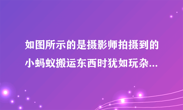 如图所示的是摄影师拍摄到的小蚂蚁搬运东西时犹如玩杂耍“叠罗汉”的精彩画面；无风时，最上端的蚂蚁驮着果实静止不动，对于该静止的果实，下列说法正确的是﻿（   ）﻿A.果实受到的重力和蚂蚁对它的支持力是一对平衡力B.果实受到的重力和果实对蚂蚁的压力一对相互作用力C.果实能静止，是因为蚂蚁对它的支持力小于果实受到的重力D.果实能静止，是因为蚂蚁对它的支持力大于果实受到的重力