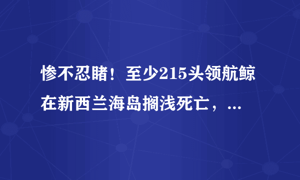 惨不忍睹！至少215头领航鲸在新西兰海岛搁浅死亡，目前救援情况如何？