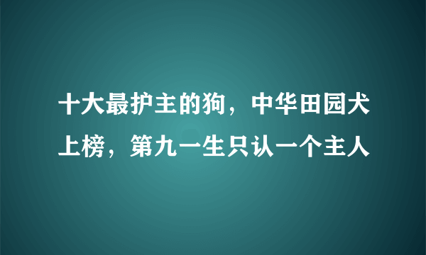 十大最护主的狗，中华田园犬上榜，第九一生只认一个主人