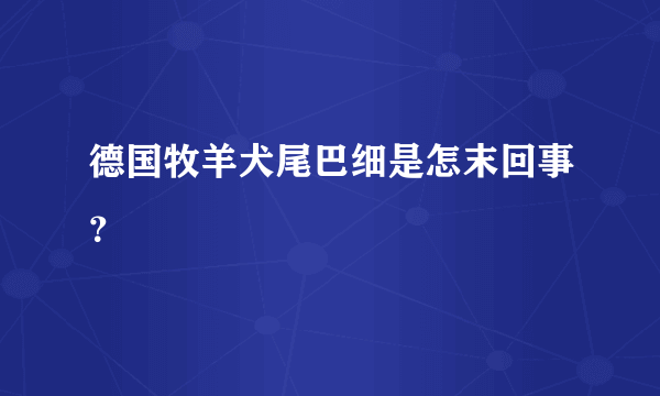 德国牧羊犬尾巴细是怎末回事？