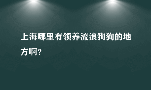 上海哪里有领养流浪狗狗的地方啊？