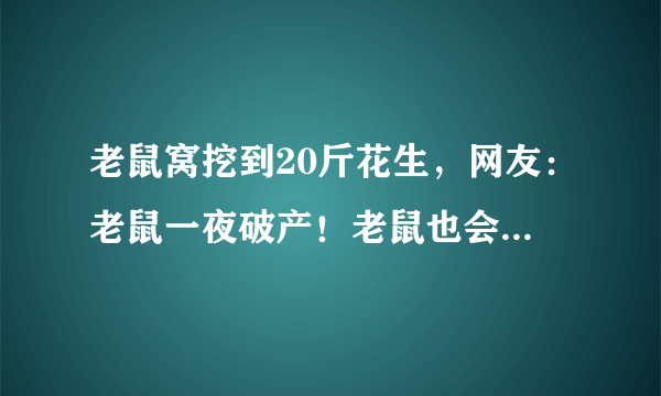 老鼠窝挖到20斤花生，网友：老鼠一夜破产！老鼠也会提前藏食物吗？