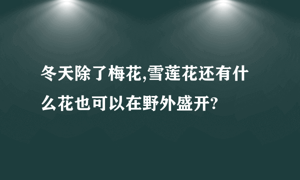 冬天除了梅花,雪莲花还有什么花也可以在野外盛开?