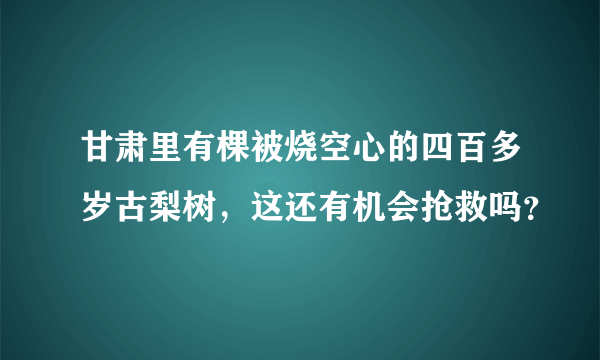 甘肃里有棵被烧空心的四百多岁古梨树，这还有机会抢救吗？