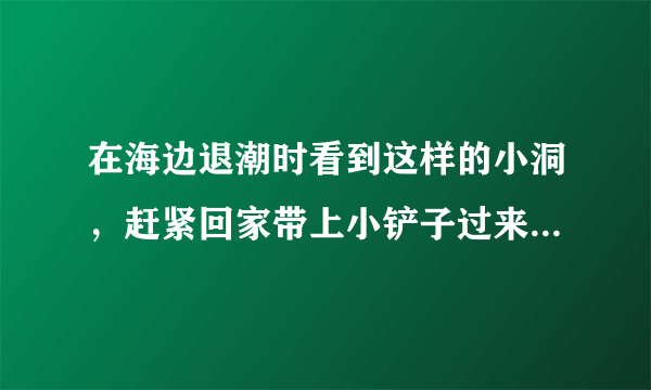 在海边退潮时看到这样的小洞，赶紧回家带上小铲子过来“挖宝”