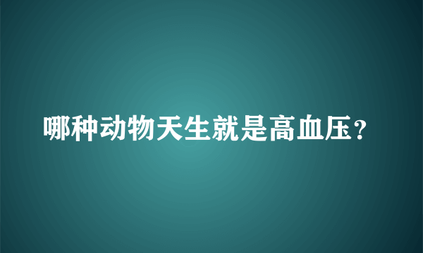 哪种动物天生就是高血压？