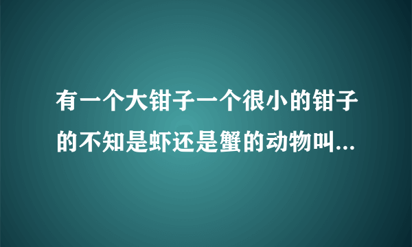 有一个大钳子一个很小的钳子的不知是虾还是蟹的动物叫什么名字？