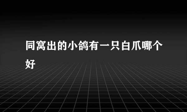 同窝出的小鸽有一只白爪哪个好