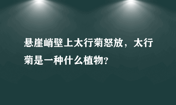 悬崖峭壁上太行菊怒放，太行菊是一种什么植物？