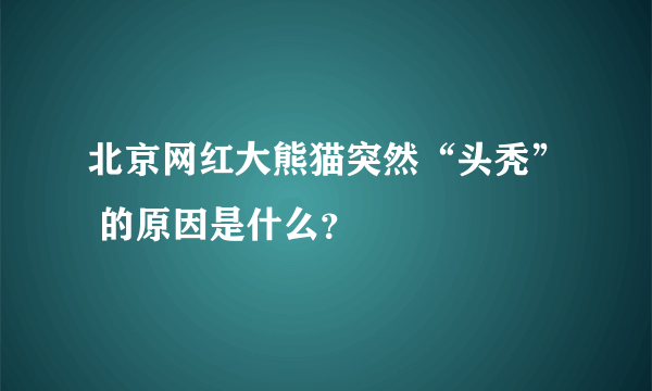 北京网红大熊猫突然“头秃” 的原因是什么？