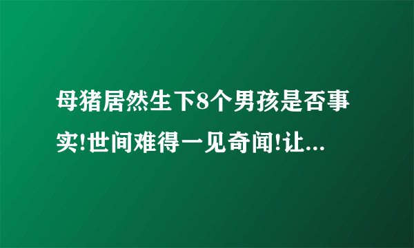 母猪居然生下8个男孩是否事实!世间难得一见奇闻!让大家很难以相信!