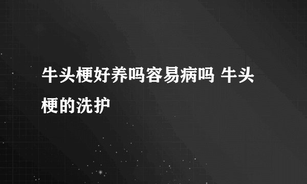 牛头梗好养吗容易病吗 牛头梗的洗护