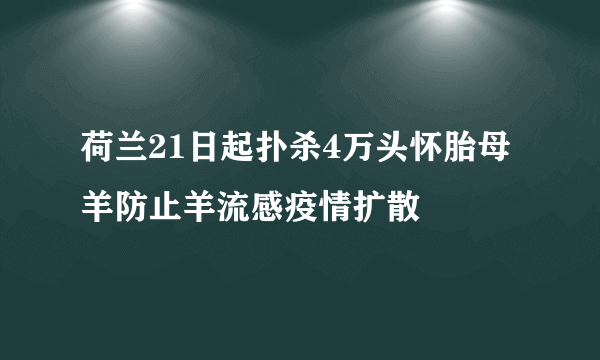 荷兰21日起扑杀4万头怀胎母羊防止羊流感疫情扩散