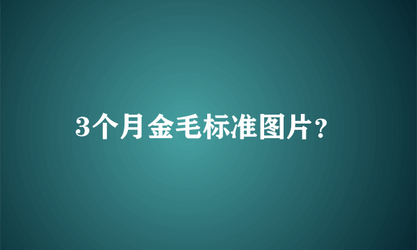 3个月金毛标准图片？