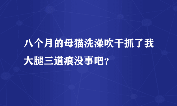 八个月的母猫洗澡吹干抓了我大腿三道痕没事吧？