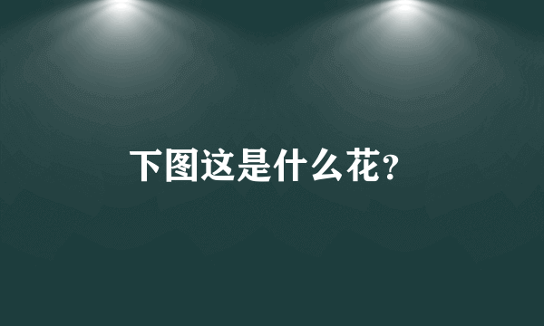 下图这是什么花？