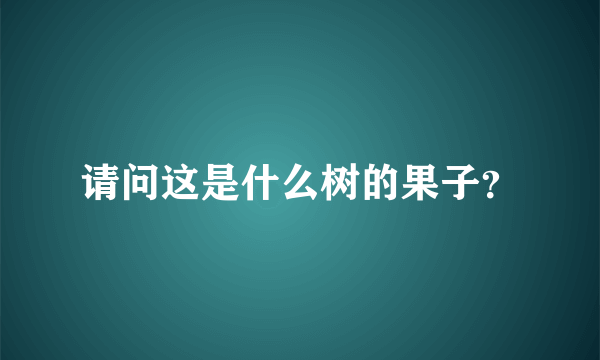 请问这是什么树的果子？