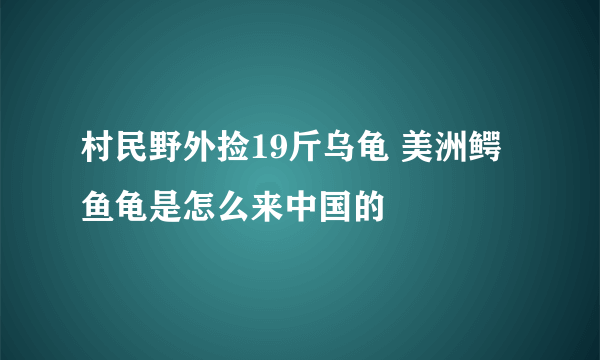 村民野外捡19斤乌龟 美洲鳄鱼龟是怎么来中国的