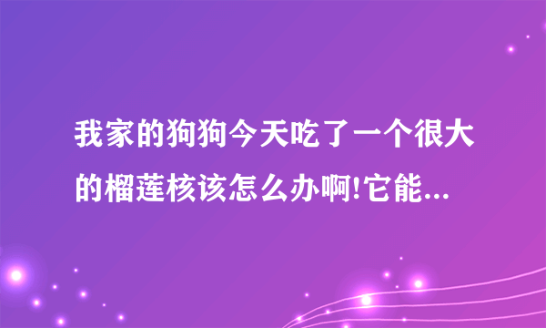 我家的狗狗今天吃了一个很大的榴莲核该怎么办啊!它能自己消化吗？