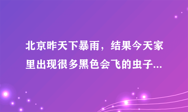 北京昨天下暴雨，结果今天家里出现很多黑色会飞的虫子，跟蟑螂很像，怎么办啊。。？