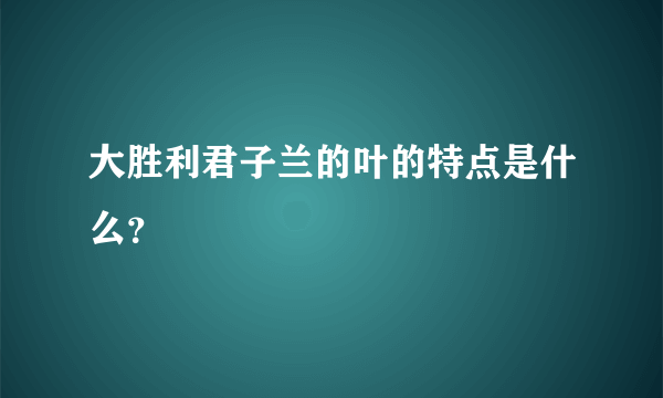 大胜利君子兰的叶的特点是什么？