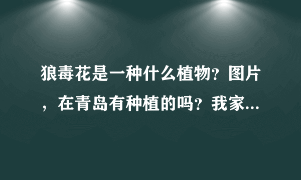 狼毒花是一种什么植物？图片，在青岛有种植的吗？我家里也有一棵说是狼毒花，不知道是不是？